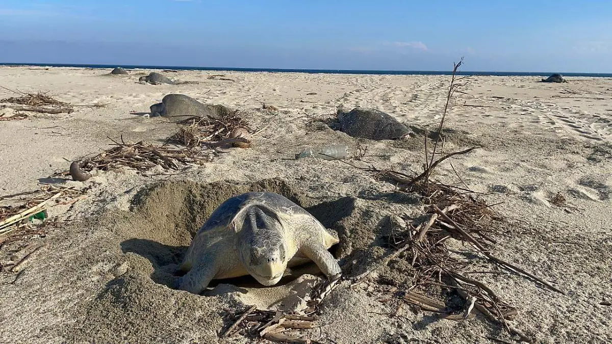 tortugas marinas UASLP